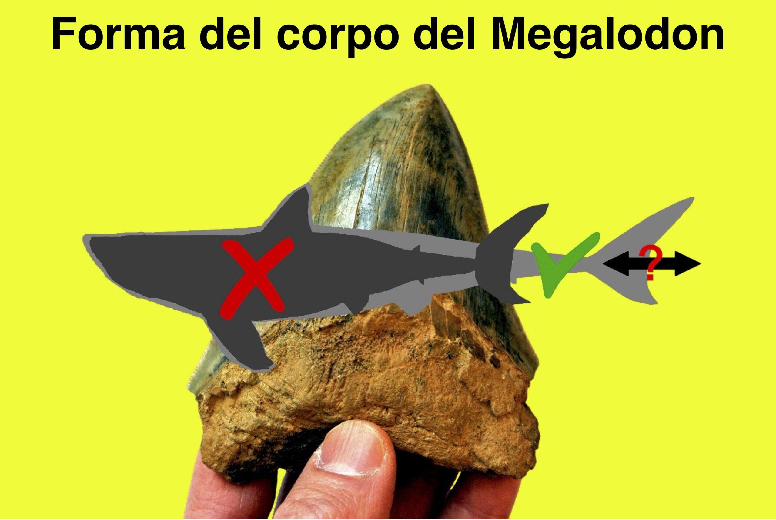 Il gigantesco Megalodon non somigliava affatto ai grandi squali bianchi ...